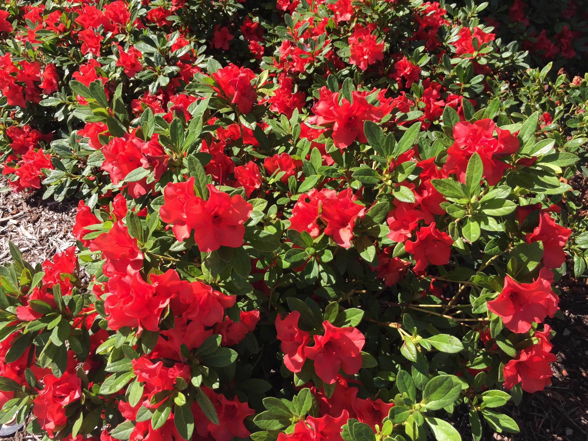 1g Encore Autumn Sunset Reblooming Azalea