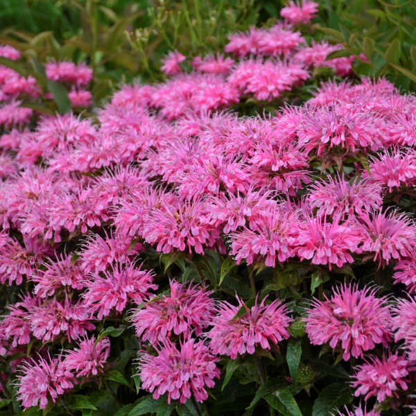 2g Bubblegum Blast Monarda