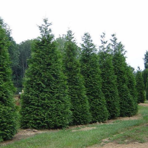 25g Green Giant Western Arborvitae