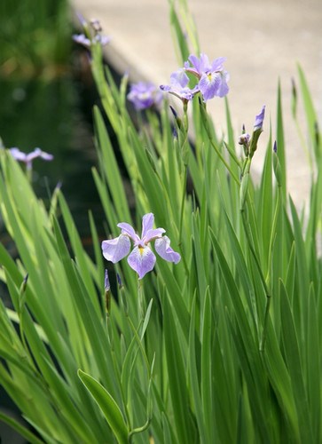 Buy Blue Flag Iris Plants, Iris versicolor