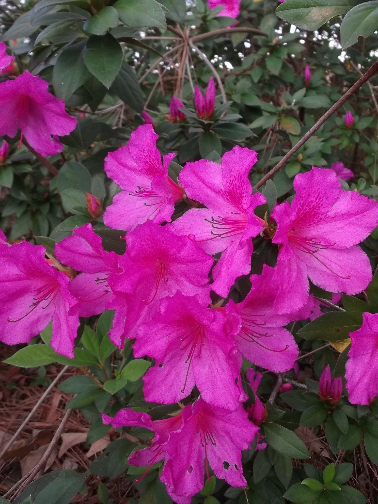 3g Formosa Azalea