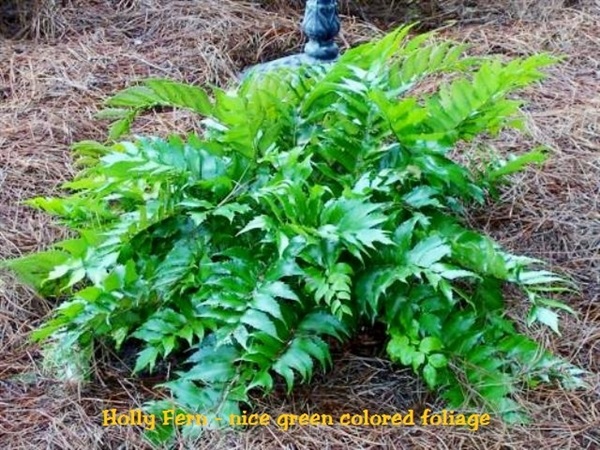 3g Holly Fern