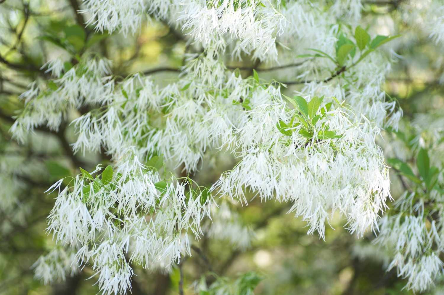 15g White Native Fringetree