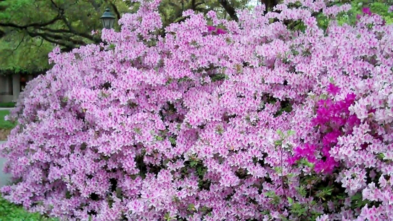 3g George Tabor Azalea