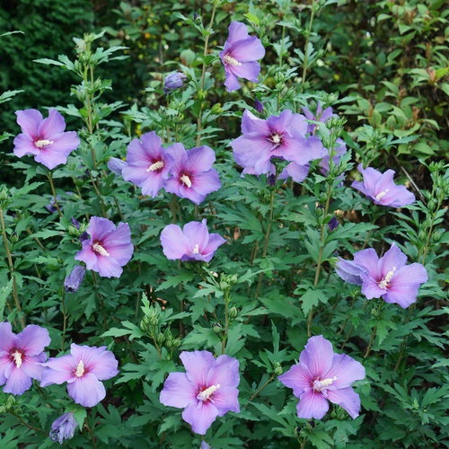 7g Paraplu® Violet Rose of Sharon