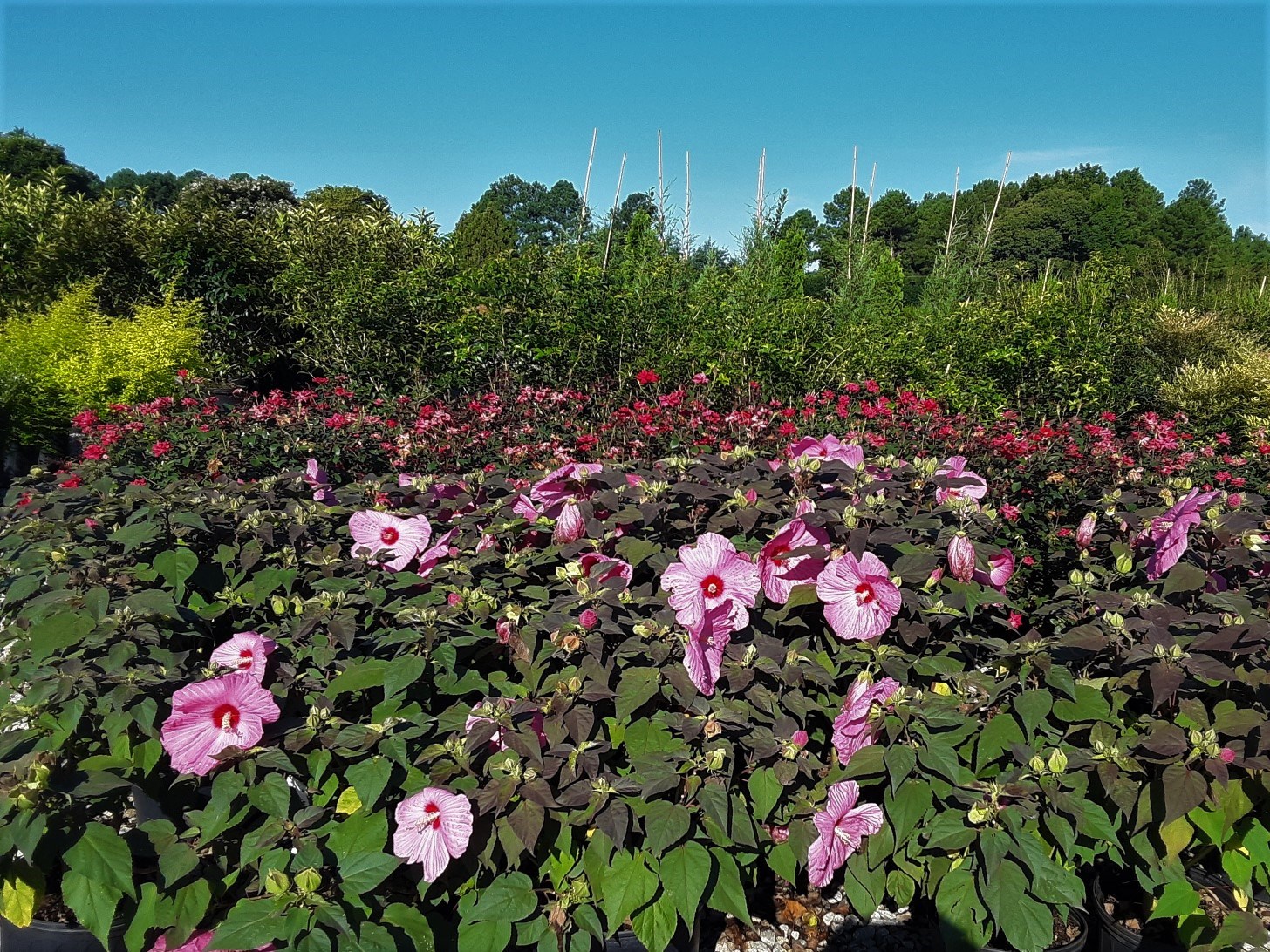 3g Head Over Heels Passion Hibiscus