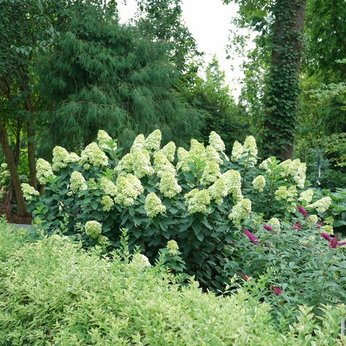 7g Limelight Prime Hydrangea