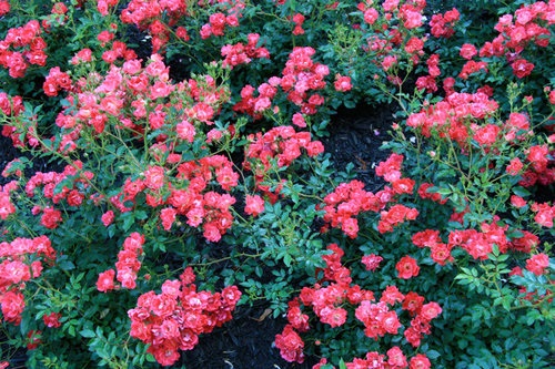 3g Red Drift® Rose