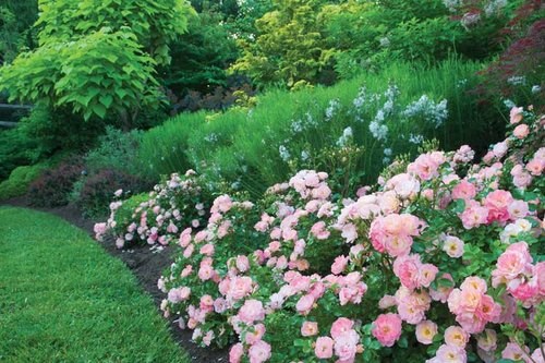 3g Peach Drift® Rose