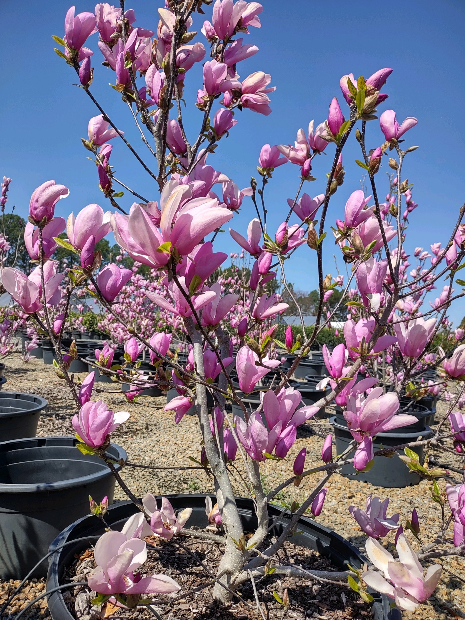 25g Jane Magnolia