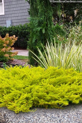 3g Golden Pacific Juniper