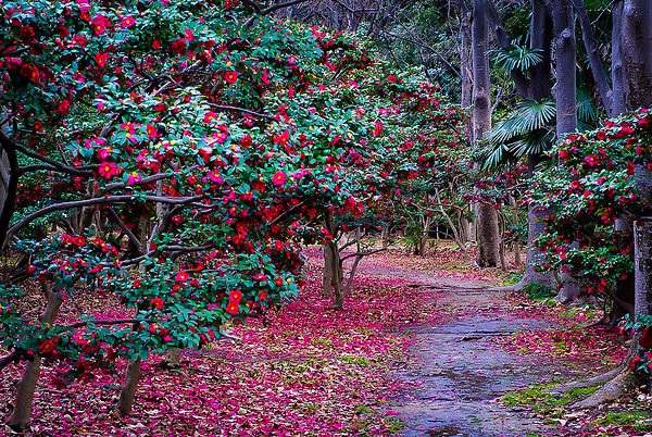 15g Kanjiro Fall Blooming Camellia