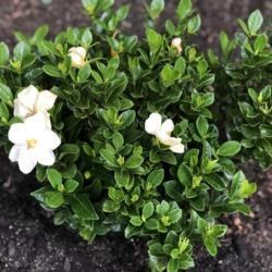 3g Kleim's Hardy Gardenia