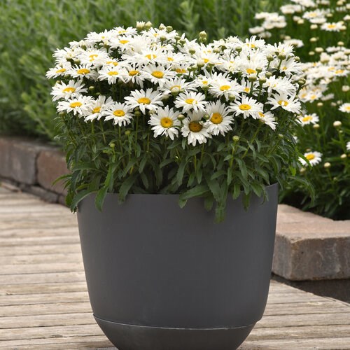 2g White Cap Leucanthemum