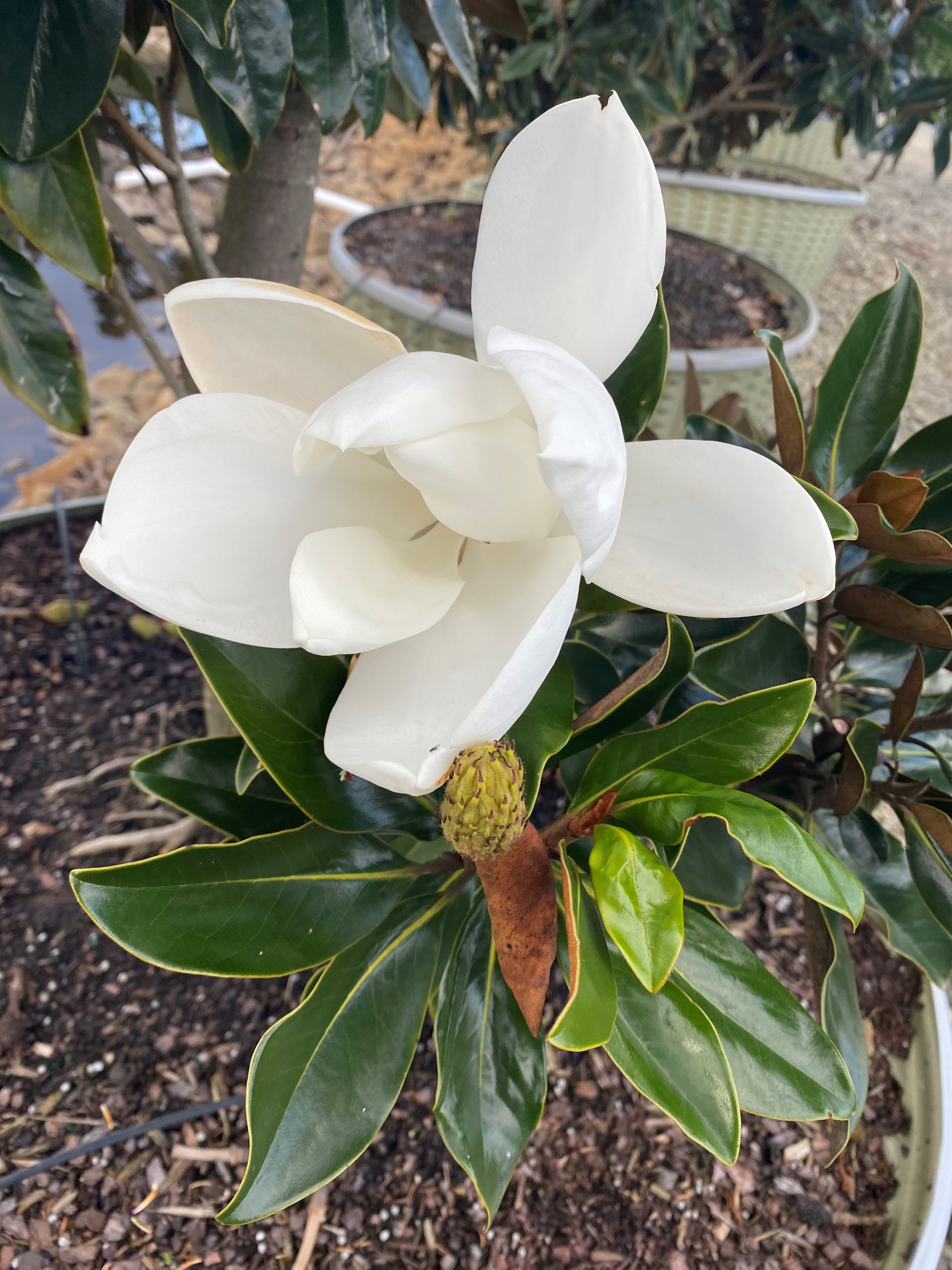 25g Little Gem Southern Magnolia - Espaliered