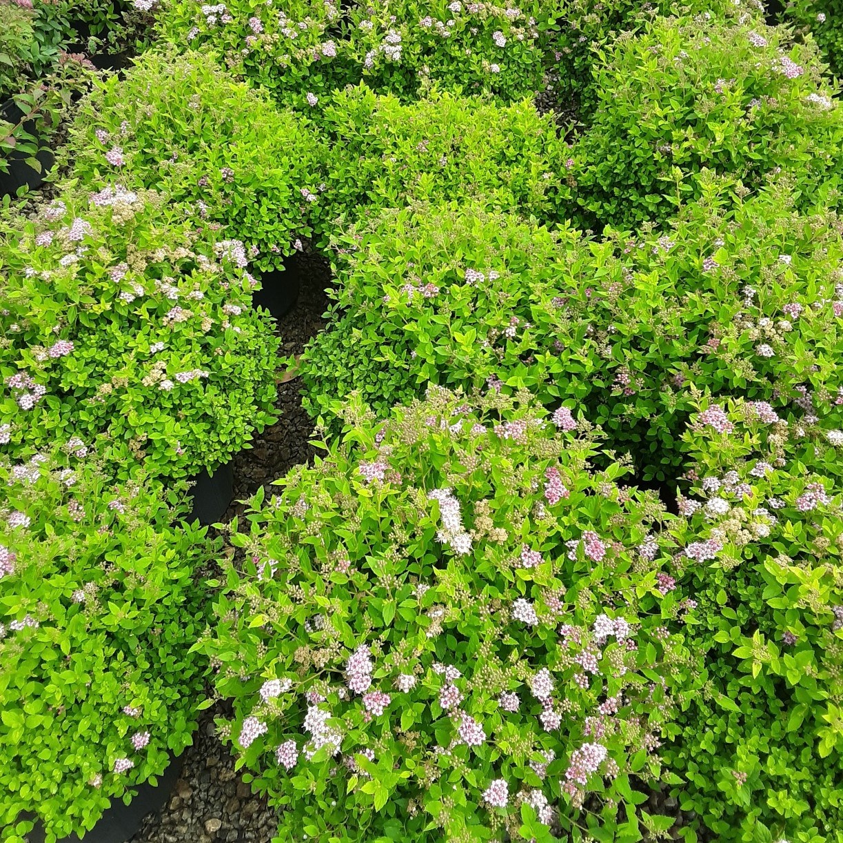 3g Little Princess Spirea