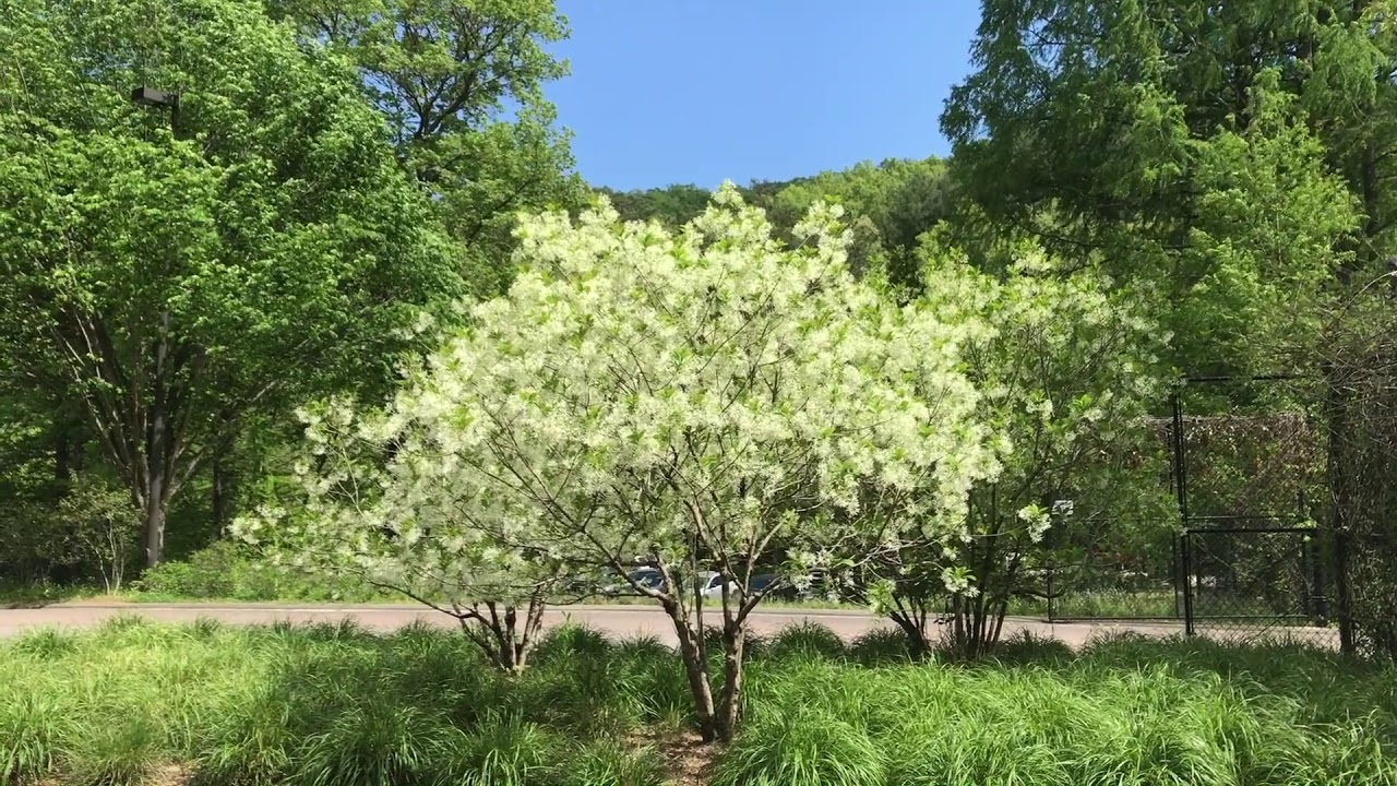 15g White Native Fringetree