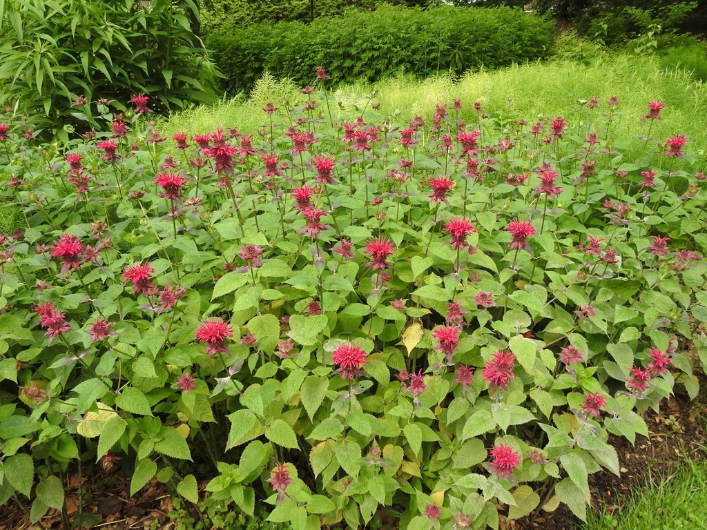 1g Raspberry Wine Monarda (Bee Balm)