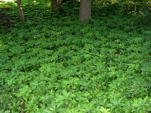 Flat of 18 Green Sheen Japanese Spurge