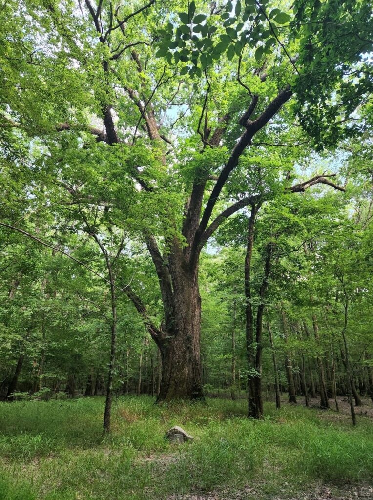 25g Overcup Oak