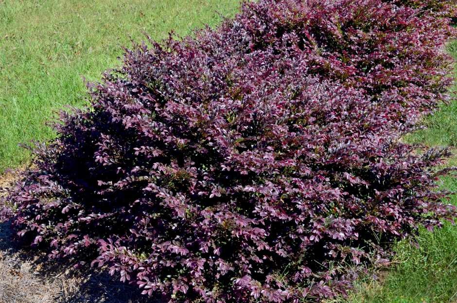 5g Loropetalum Purple Daydream