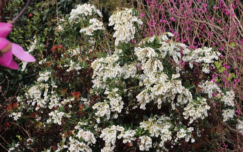 3g Temple Bells Japanese Pieris