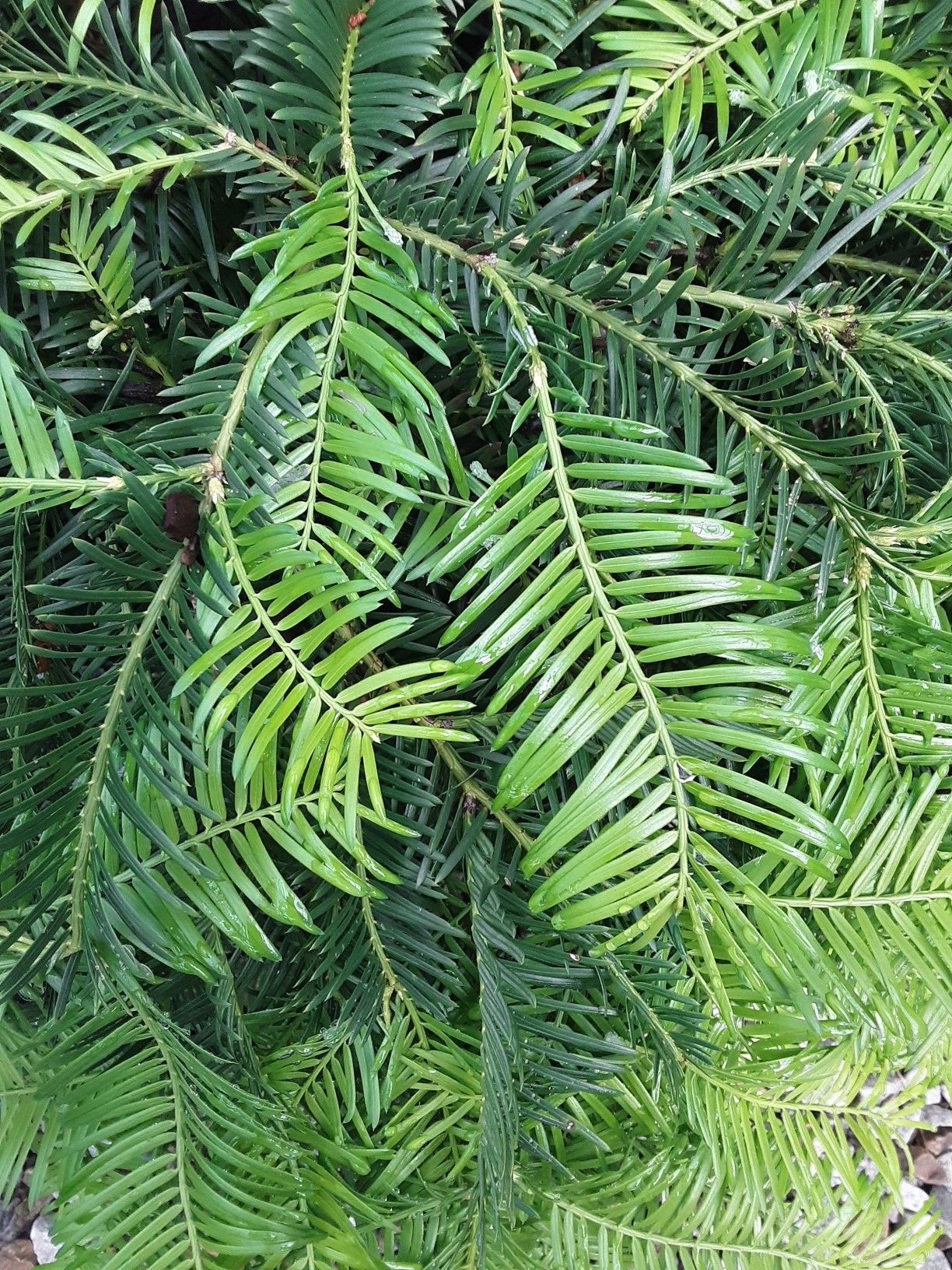 7g Spreading Japanese Plum Yew