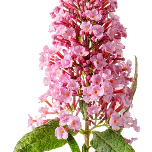 3g Pugster Pink® Butterfly Bush