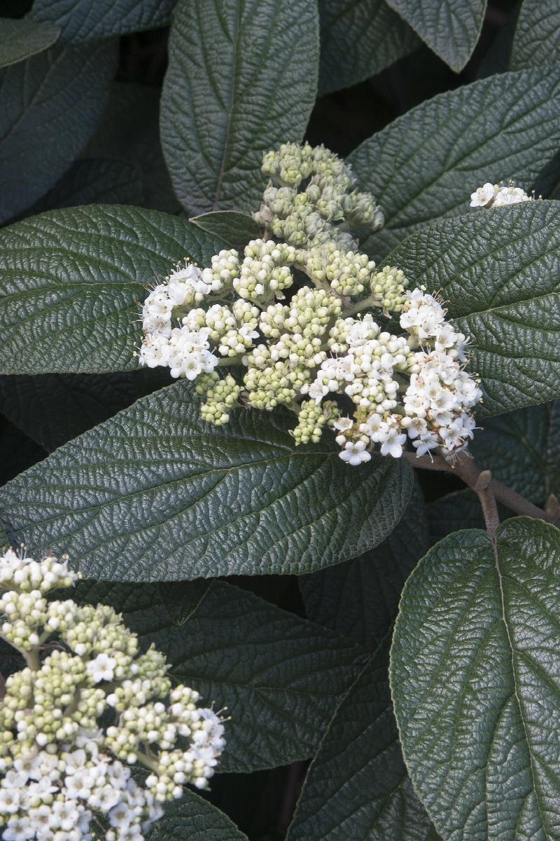 7g Allegheny Viburnum