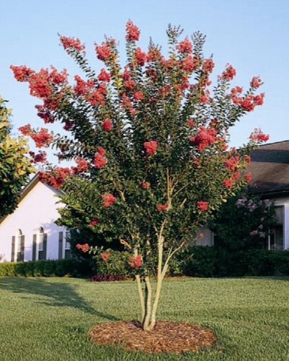 25g Tuscarora Crape Myrtle