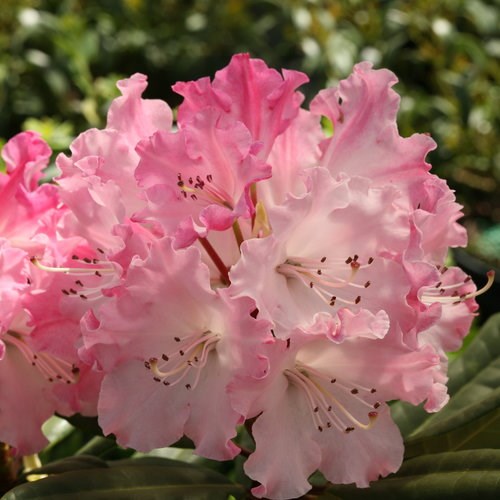 3g Dandy Man Color Wheel® Rhododendron