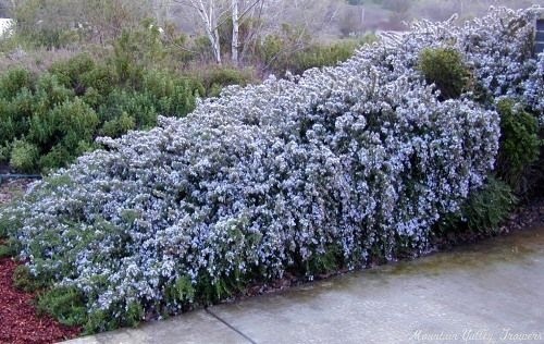 1g Creeping Rosemary