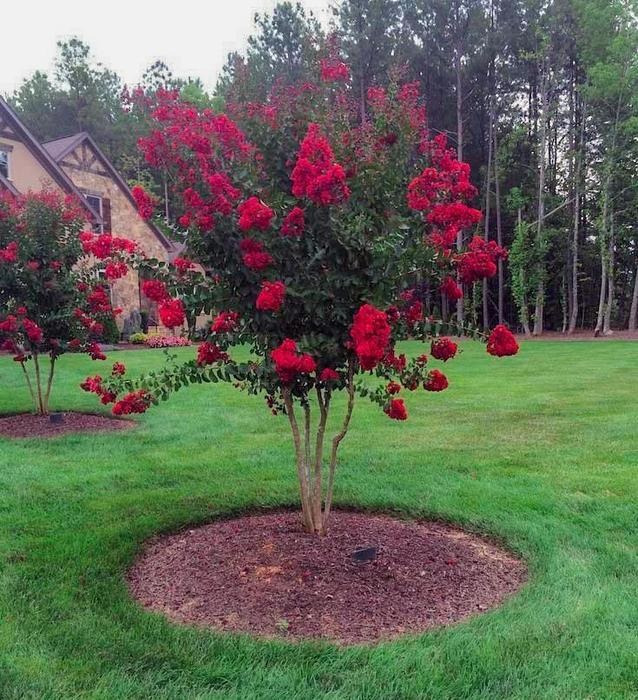 25g Red Rocket Crape Myrtle