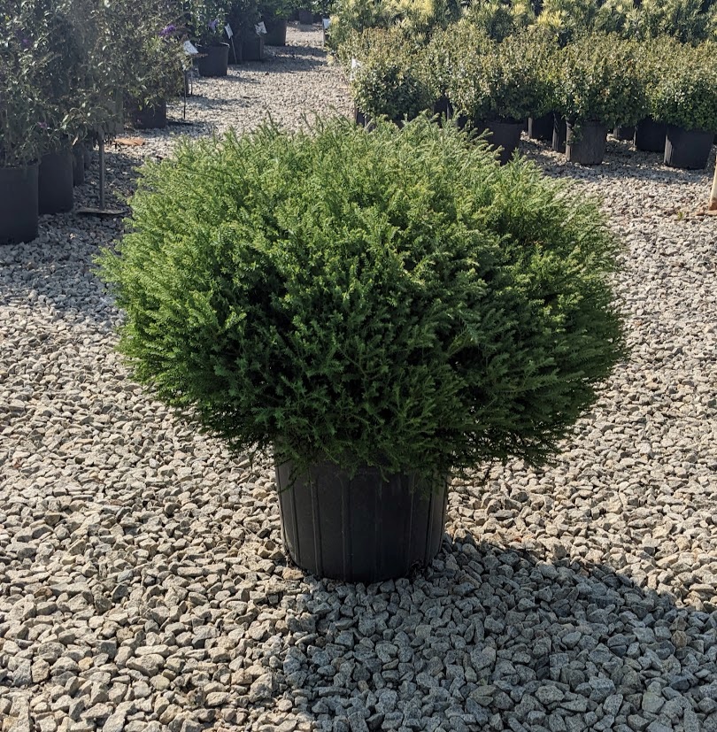 7g Mr Bowling Ball Arborvitae