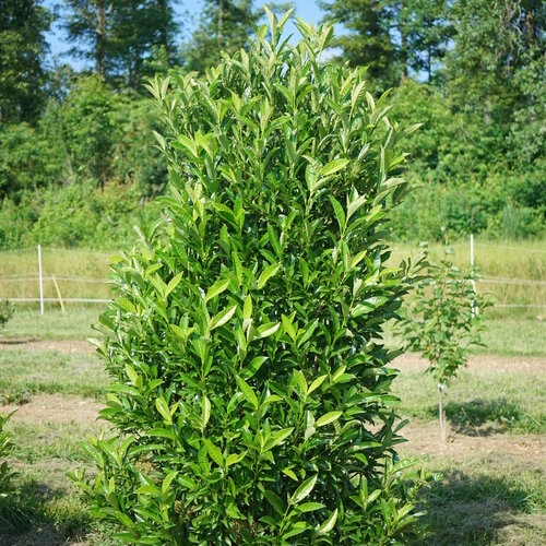 7g Yardline Viburnum