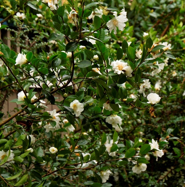 7g Winter Snowman Fall Blooming Camellia