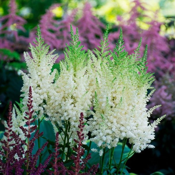 1g  Astilbe 'White Gloria'