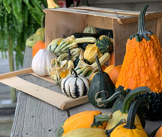 Pumpkin Picking