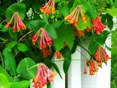 Coral Honeysuckle